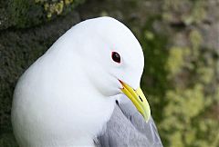 Black-legged Kittiwake